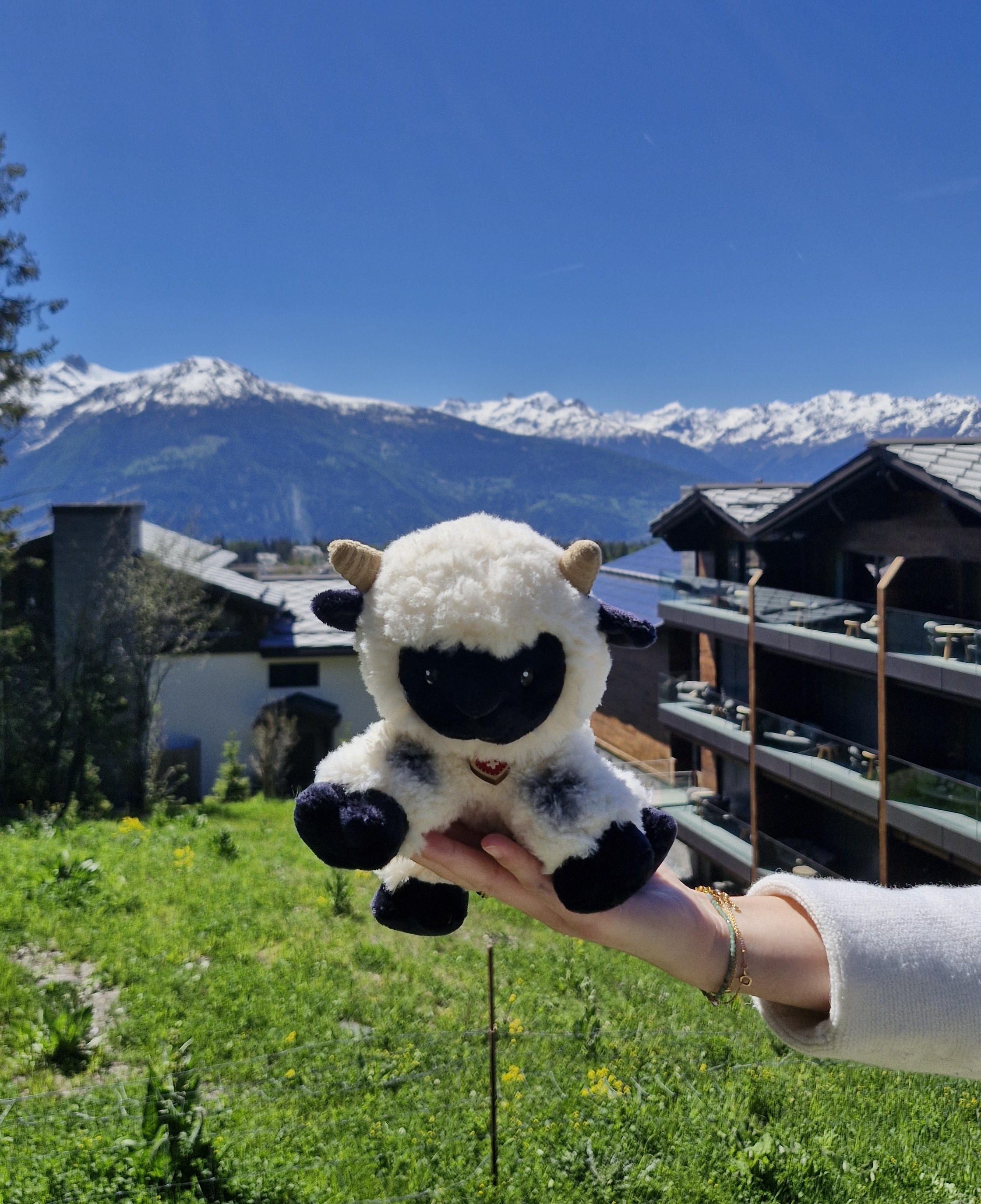 Six Senses Crans-Montana Introduces Valais Blacknose Sheep for Sustainability